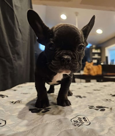 Dogs & Puppies for sale SA - South Africa
