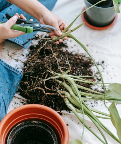 A gardener using a pruner to trim small plants, holding the entire plant with its roots in hand.