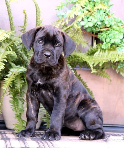 Dogs & Puppies for sale SA - South Africa