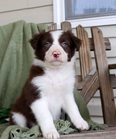 Dogs & Puppies for sale SA - South Africa