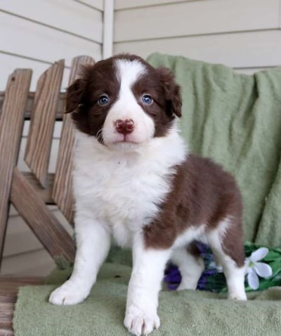 Puppies for Sale