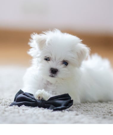 maltese puppies for sale near me