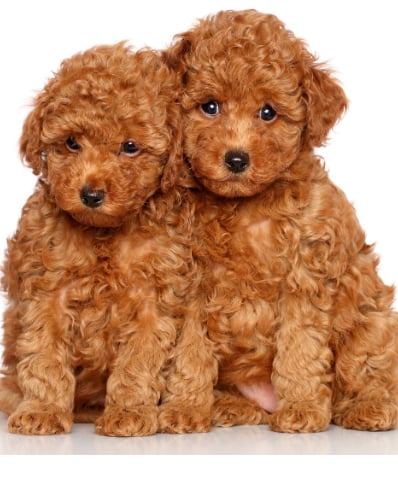 poodle puppies for sale