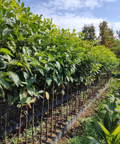 mudas para reflorestamento é na são paulo plantas