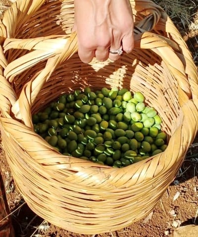 Récolte des olives