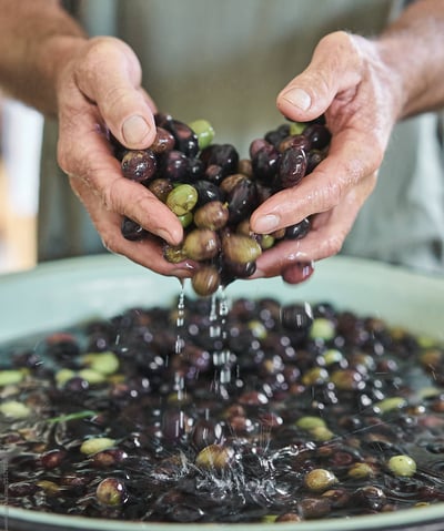 Nettoyage des olives