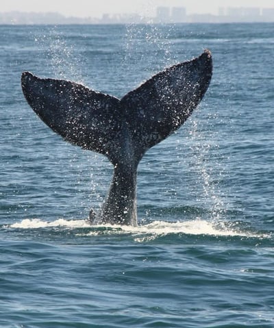 a whale tail fluffle whale tail fluffle tail fin fin fin fin