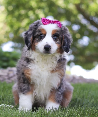 Puppies for Sale