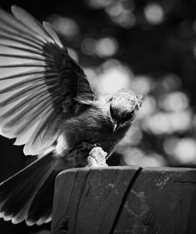 A swift catch in black and white as a bird swoops in for a snack