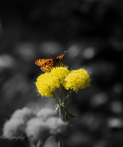 A striking image of a butterfly in color on a bright flower with a black and white background