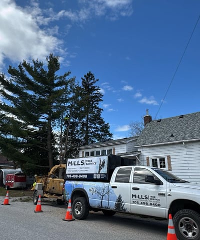 mills tree service doing a tree removal