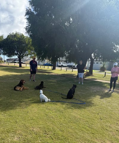 group dog training at the park