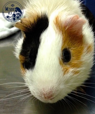 cavia porcellus, cavia