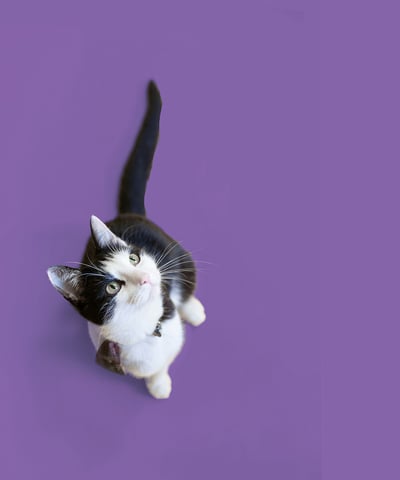 Gato fundo roxo