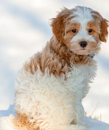 cavapoo puppies for sale