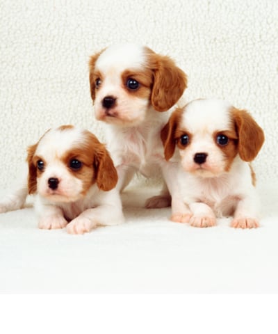 cavapoo puppies for sale near me