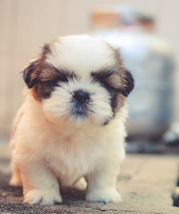 shih tzu puppies for sale in Chicago illinois