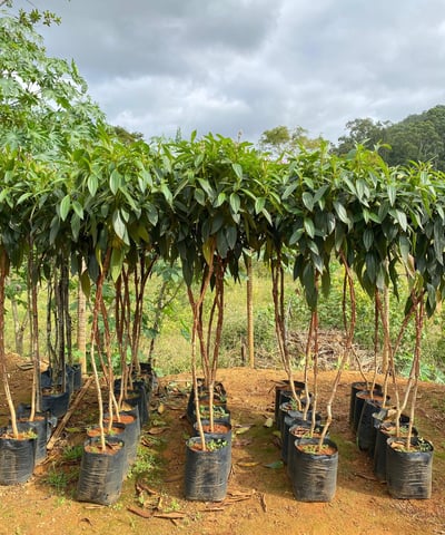 mudas da mata atlantica é na são paulo plantas