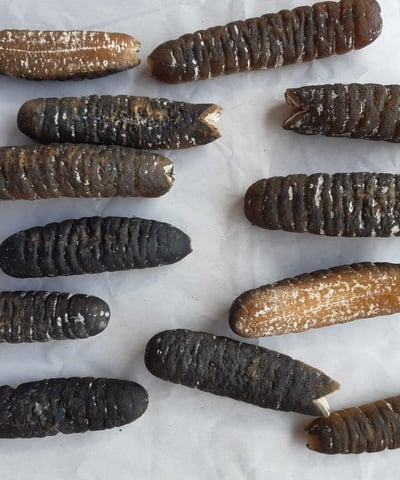 Dried trepangs (sea cucumbers) selected by Madopex, Madagascar's leader in seafood exports.