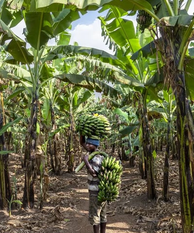 a man carrying a bunch of Matooke