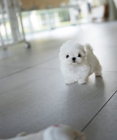 Puppies for Sale 