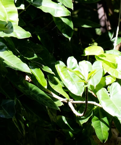 a bird perched on a tree branch in a tree