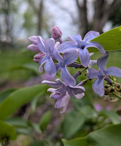 lilac bloom