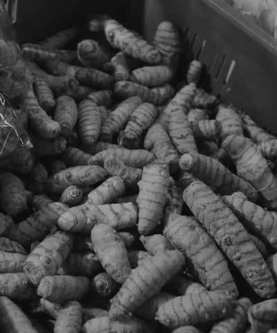 turmeric finger ready to export