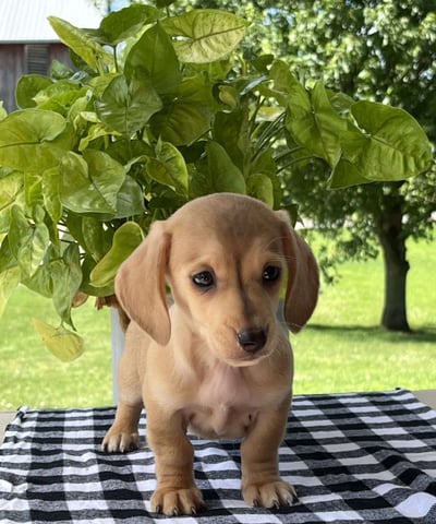 Dachshund Puppies for Sale