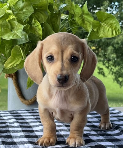 Dachshund Puppies for Sale