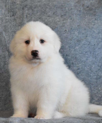 Dogs & Puppies for sale SA - South Africa