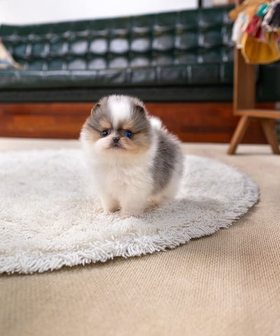 Teacup Pomeranian Puppies for Sale 