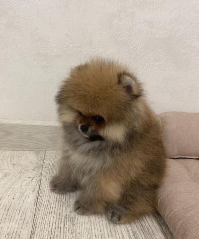 Teacup Pomeranian Puppies for Sale 