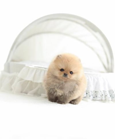 Teacup Pomeranian Puppies for Sale 