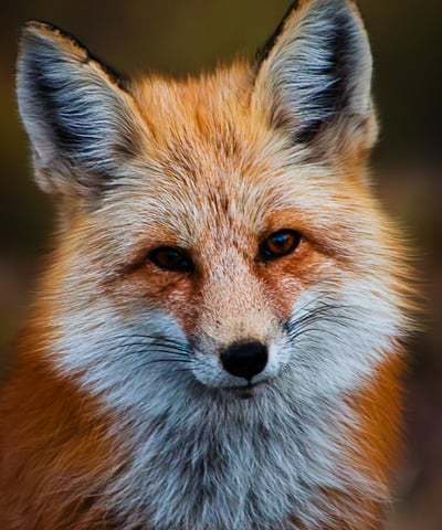 A stunning red fox staring down the camera