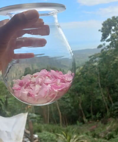 petalos de rosas enbotellados hampi ayllu