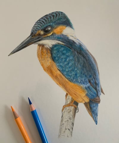 Kingfisher portrait