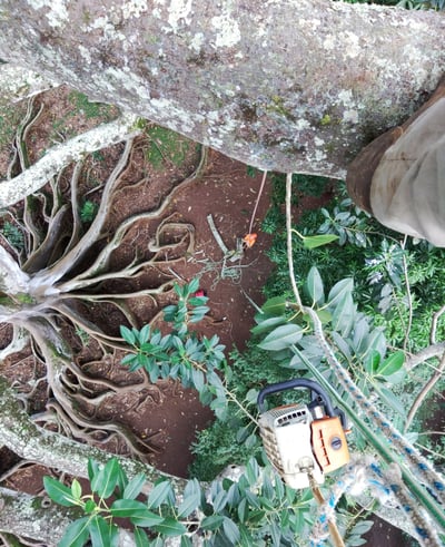 a climber looking straight down from a tree 90 feet high