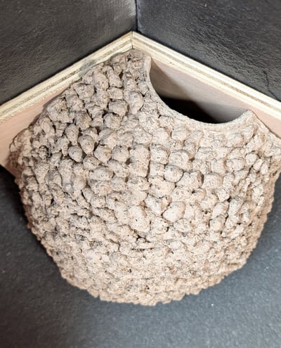 Single apex nest cup made to measure by Nest Cup Box