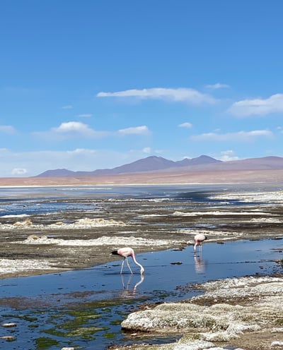 Pink flamingos in a lagoon in the Southern Lipez, Bolivia.
