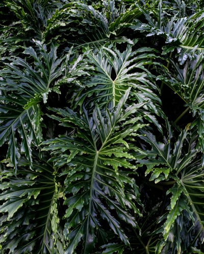 Mature tree philodendron with large lobed leaves