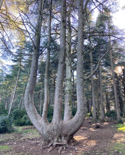 Forêt des cèdres de Bonnieux