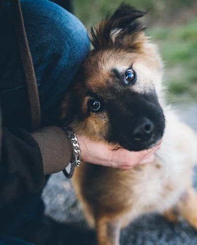 Animal Reiki-Dawn Bozzolo-Dawn Wellness LLC-Triangle Animal Reiki