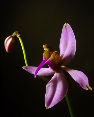 Ancistrochilus Rothschildianus