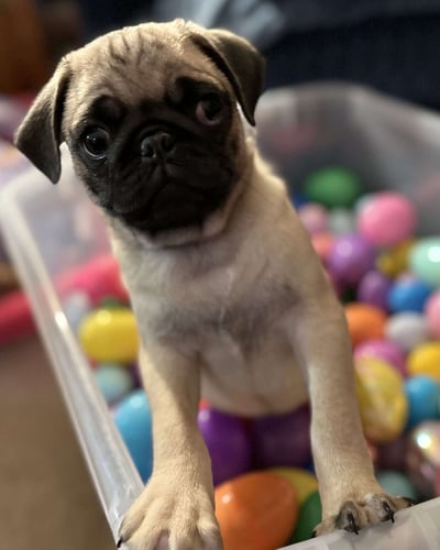 Puppies for Sale 