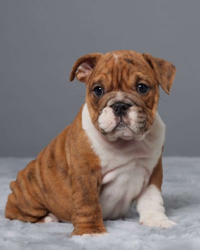 Dogs & Puppies for sale SA - South Africa