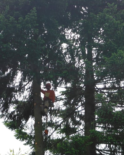 climber lifting the canopy on a fir tree