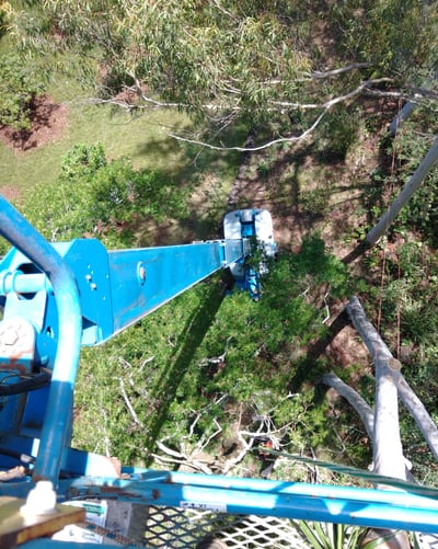 tree removal with an 85 foot genie lift