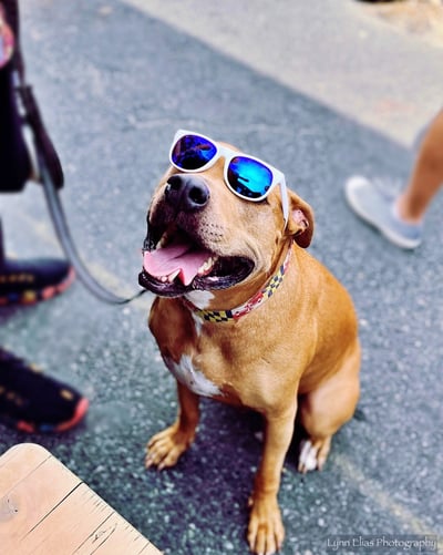 a dog wearing sunglasses on a leash maryland themed collar