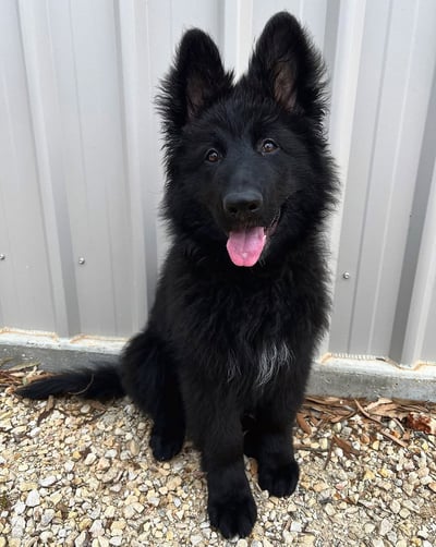 Dogs & Puppies for sale SA - South Africa